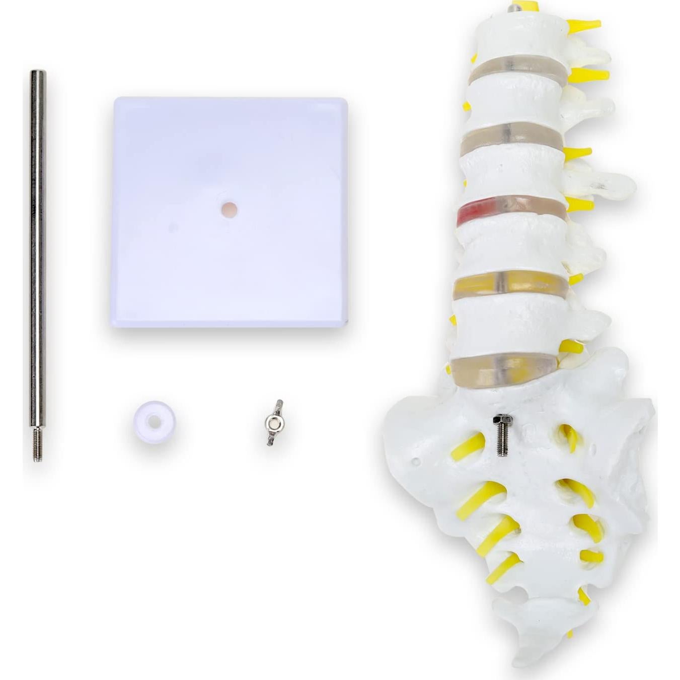 Modelo de Esqueleto Humano 1:1 ASINTOD - Columna Lumbar PVC