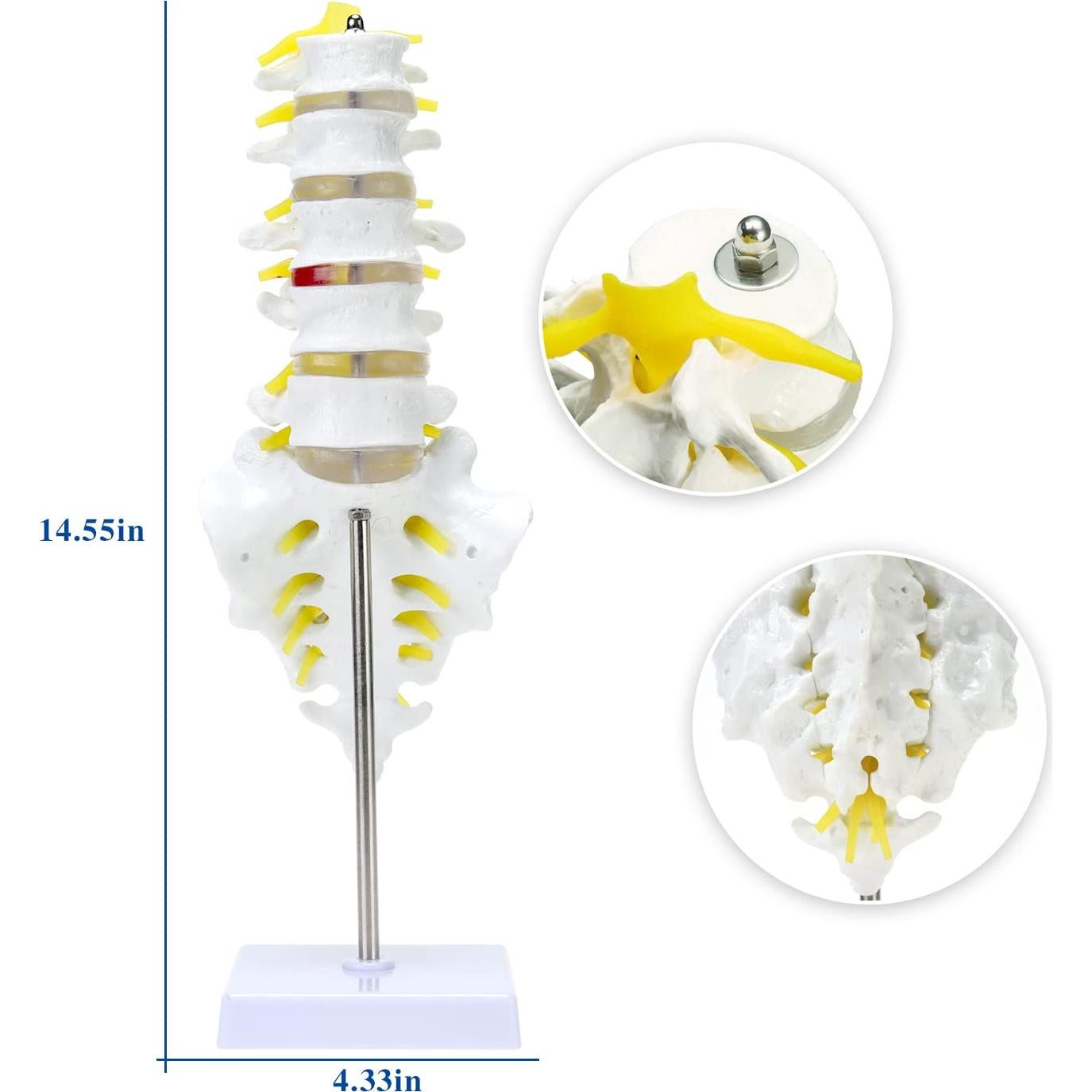 Modelo de Esqueleto Humano 1:1 ASINTOD - Columna Lumbar PVC