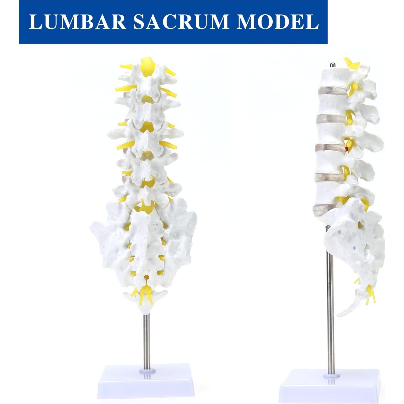 Modelo de Esqueleto Humano 1:1 ASINTOD - Columna Lumbar PVC