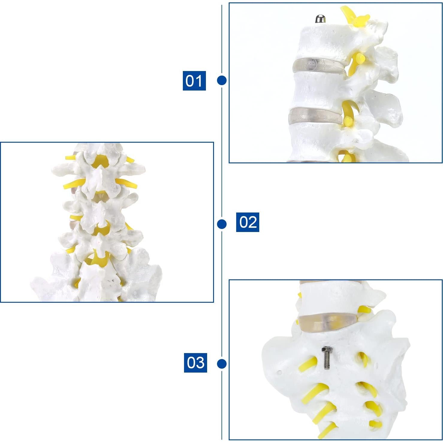 Modelo de Esqueleto Humano 1:1 ASINTOD - Columna Lumbar PVC