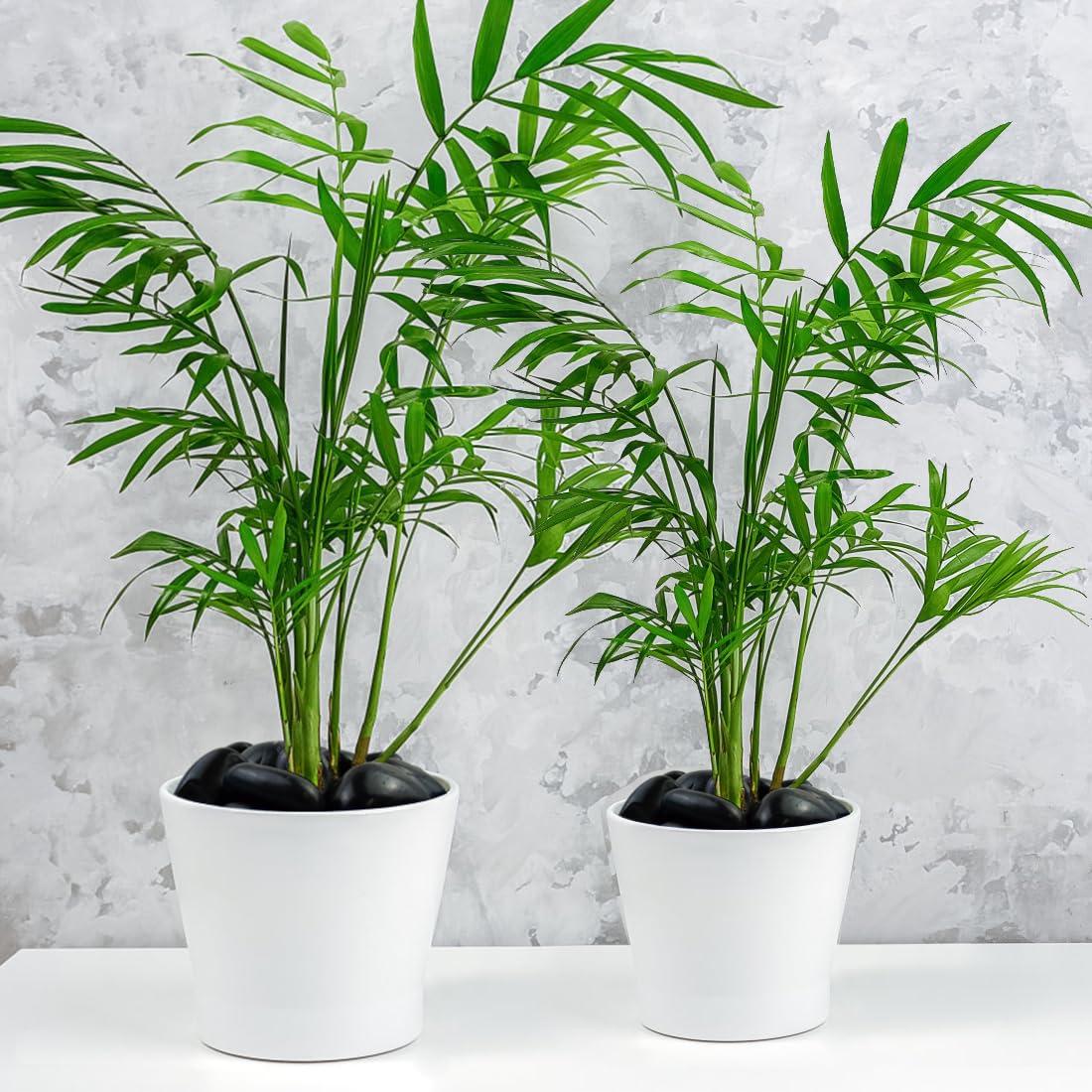 Piedras Negras Naturales YISZM 2-7.6cm para Jardín 2.27kg