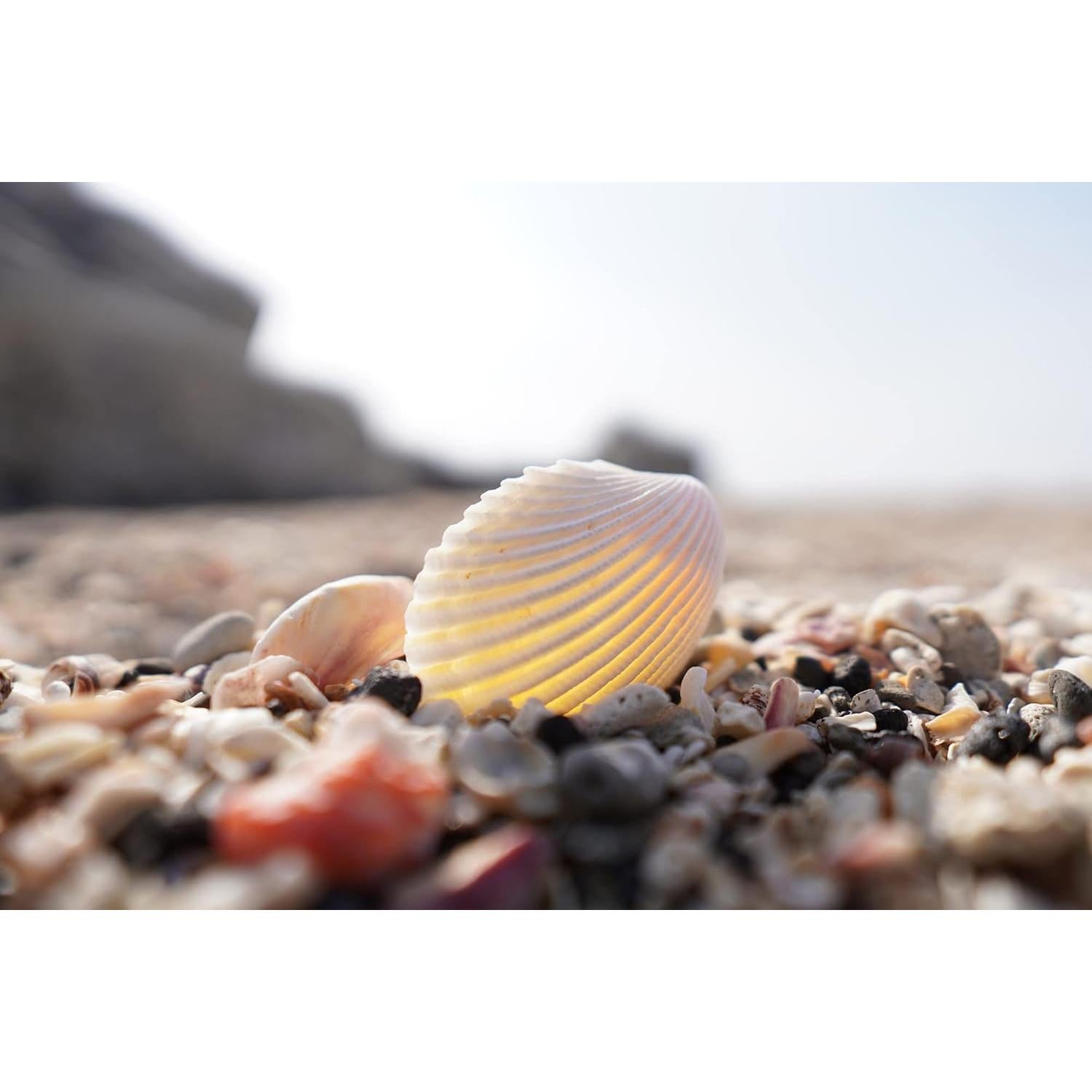 Lente Sony E 15mm F1.4 G Gran Angular APS-C 0.38kg