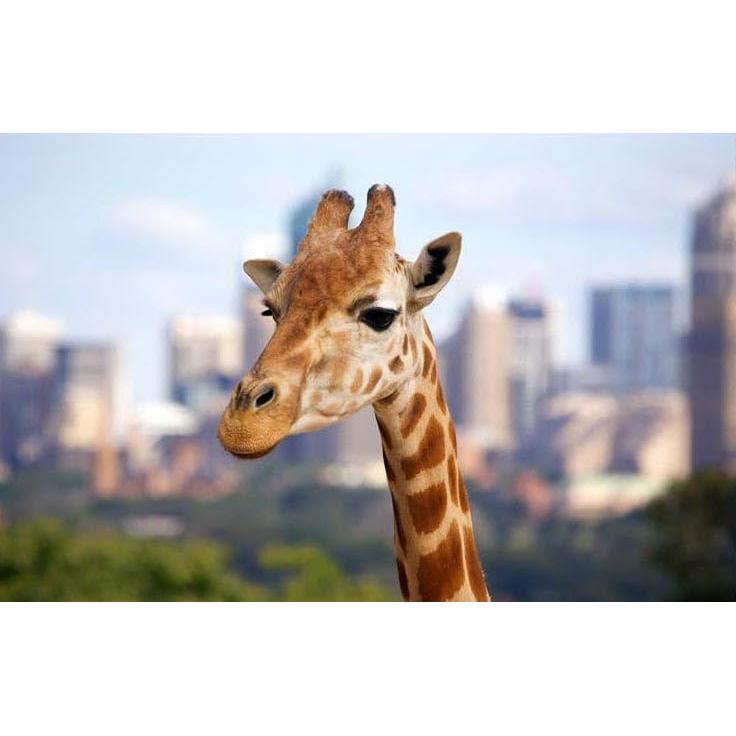 Lente Telefoto Zoom Manual OPTURA HD 500-1000mm f/8 para Canon M