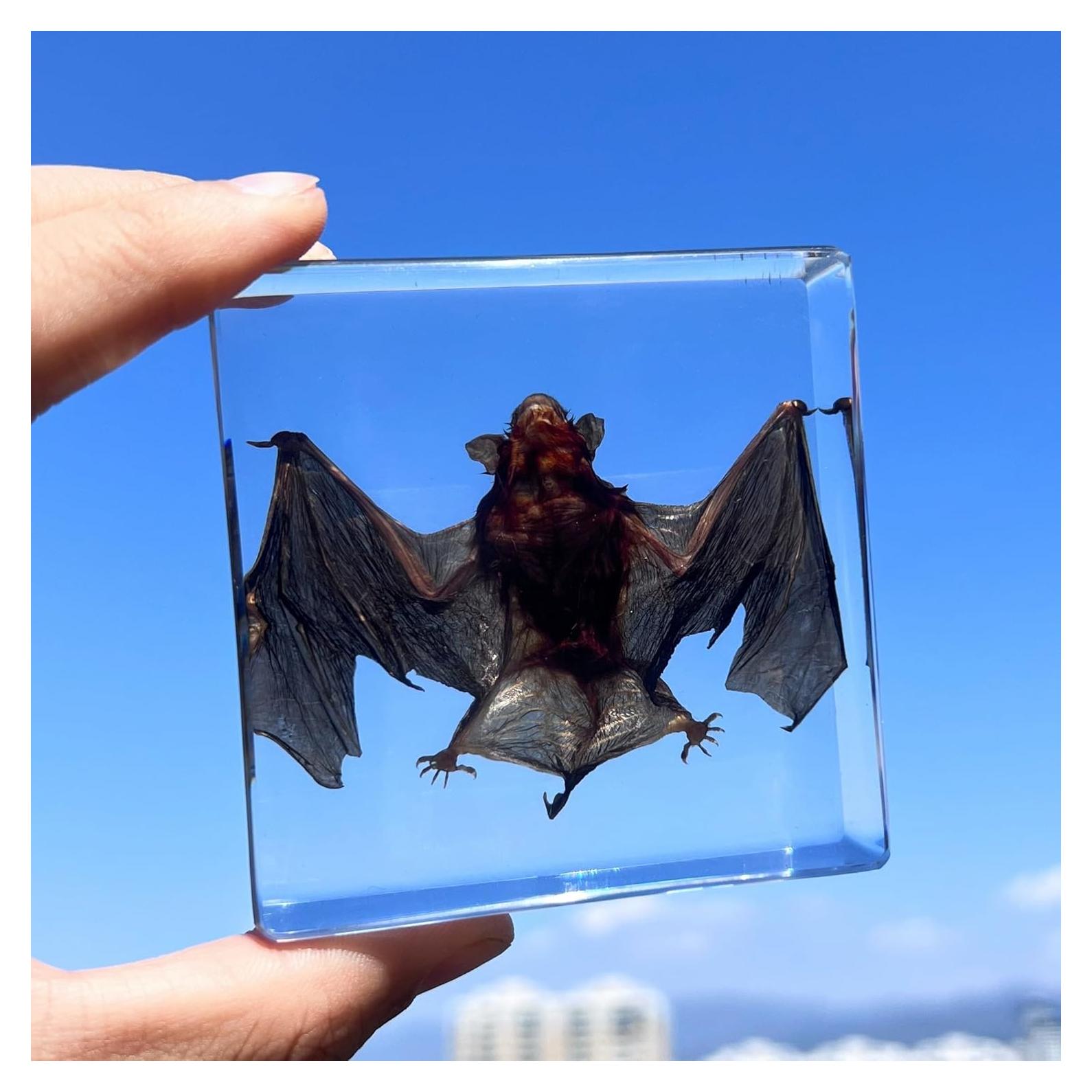 Murciélago Taxidermizado en Resina - iBedding - 15.24 cm