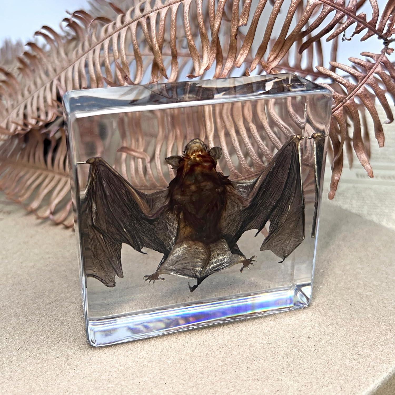 Murciélago Taxidermizado en Resina - iBedding - 15.24 cm