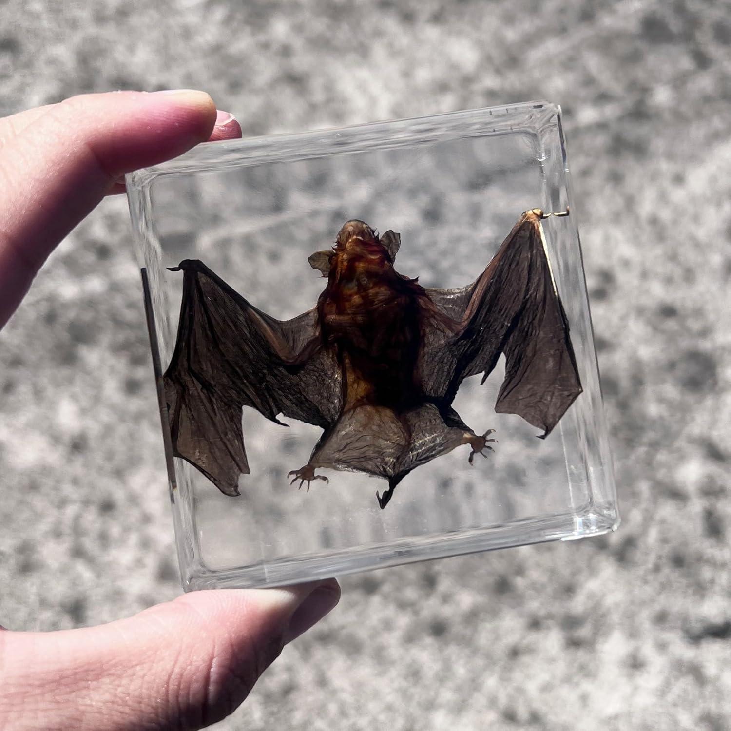 Murciélago Taxidermizado en Resina - iBedding - 15.24 cm