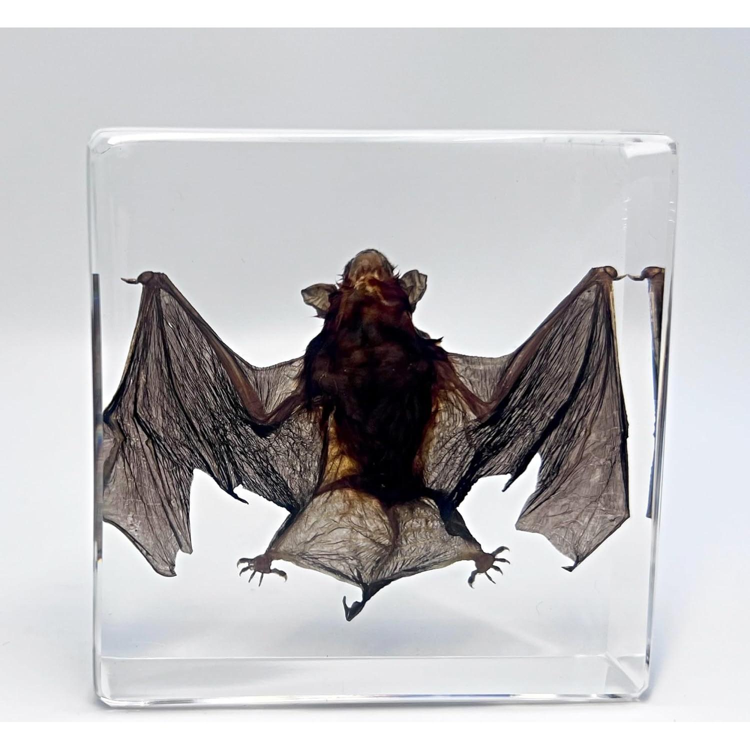 Murciélago Taxidermizado en Resina - iBedding - 15.24 cm