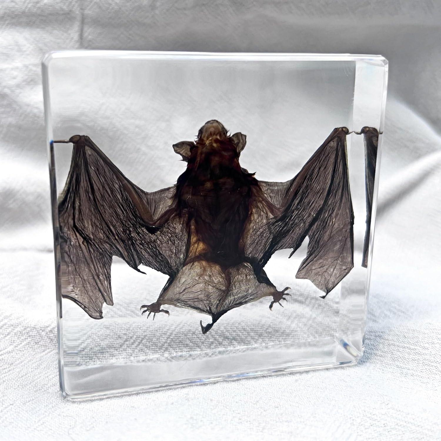 Murciélago Taxidermizado en Resina - iBedding - 15.24 cm