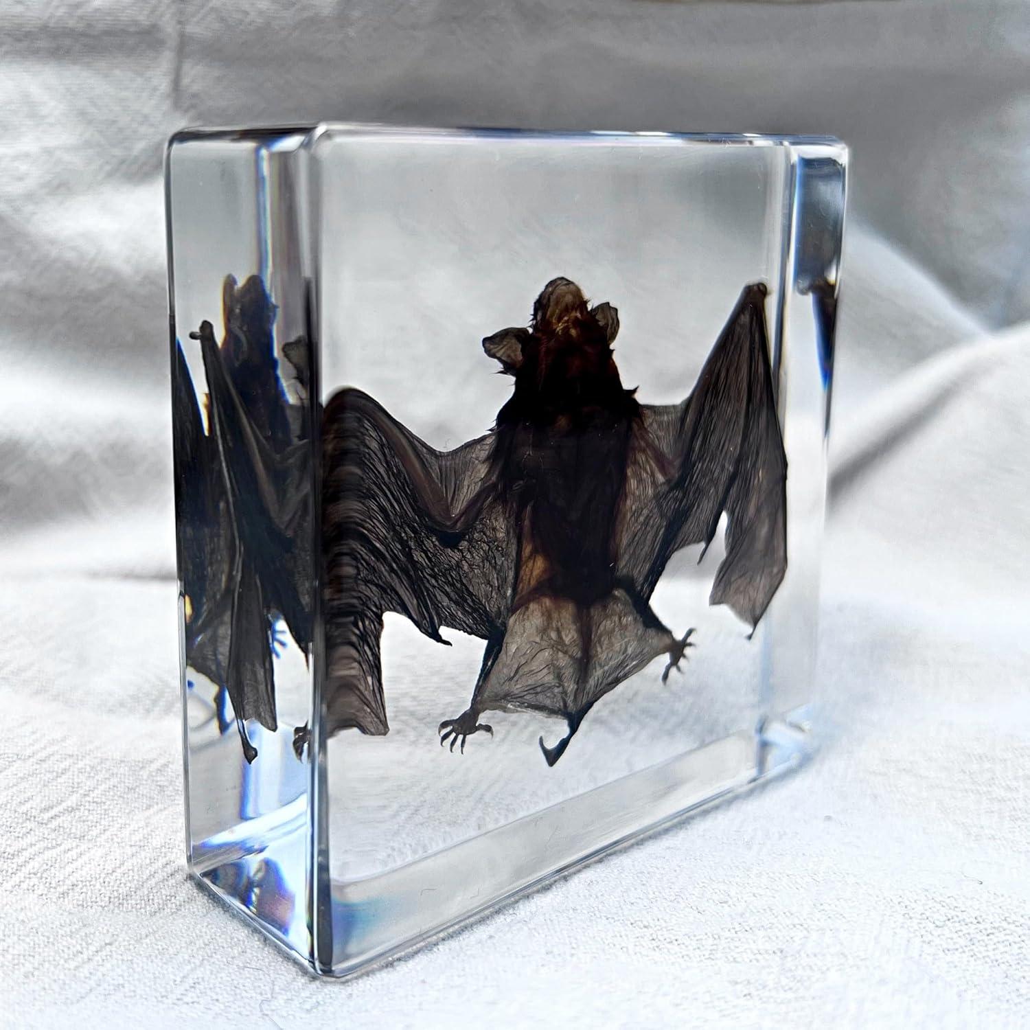 Murciélago Taxidermizado en Resina - iBedding - 15.24 cm