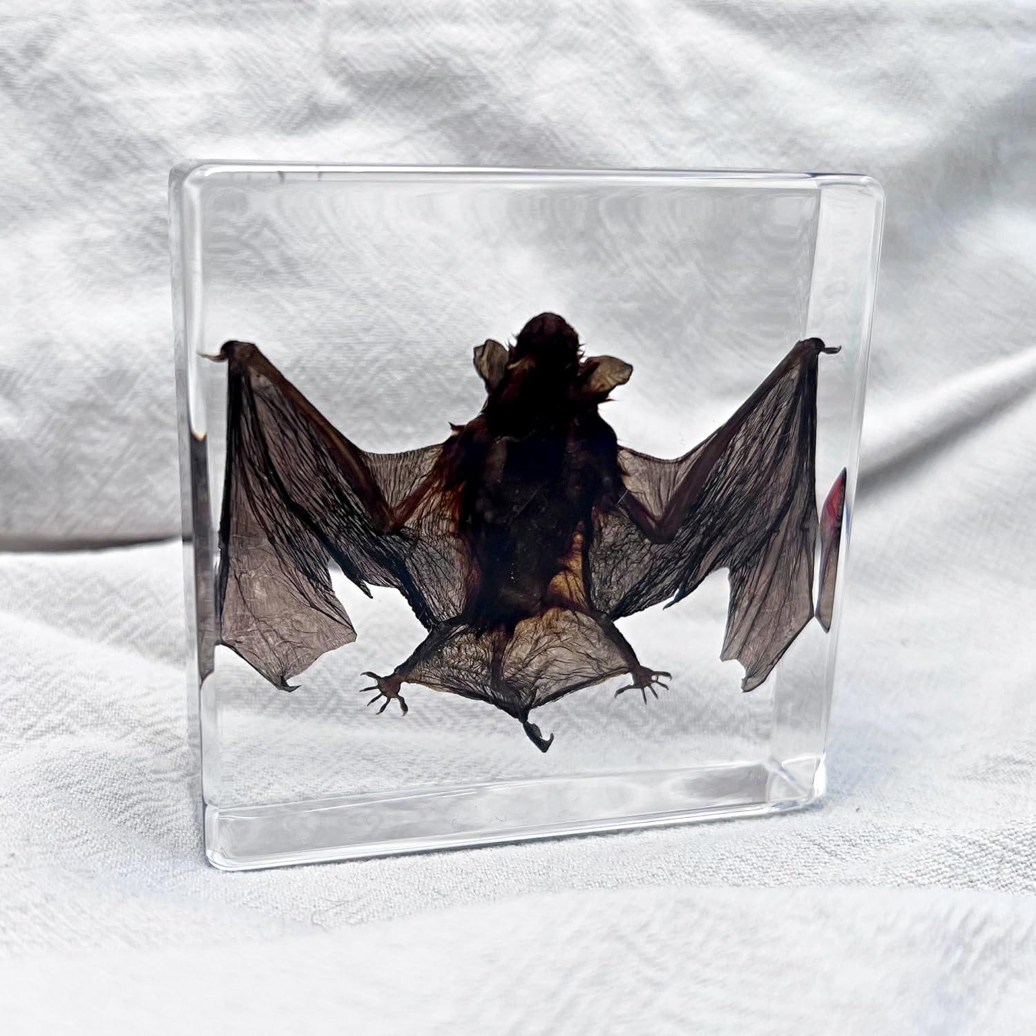 Murciélago Taxidermizado en Resina - iBedding - 15.24 cm