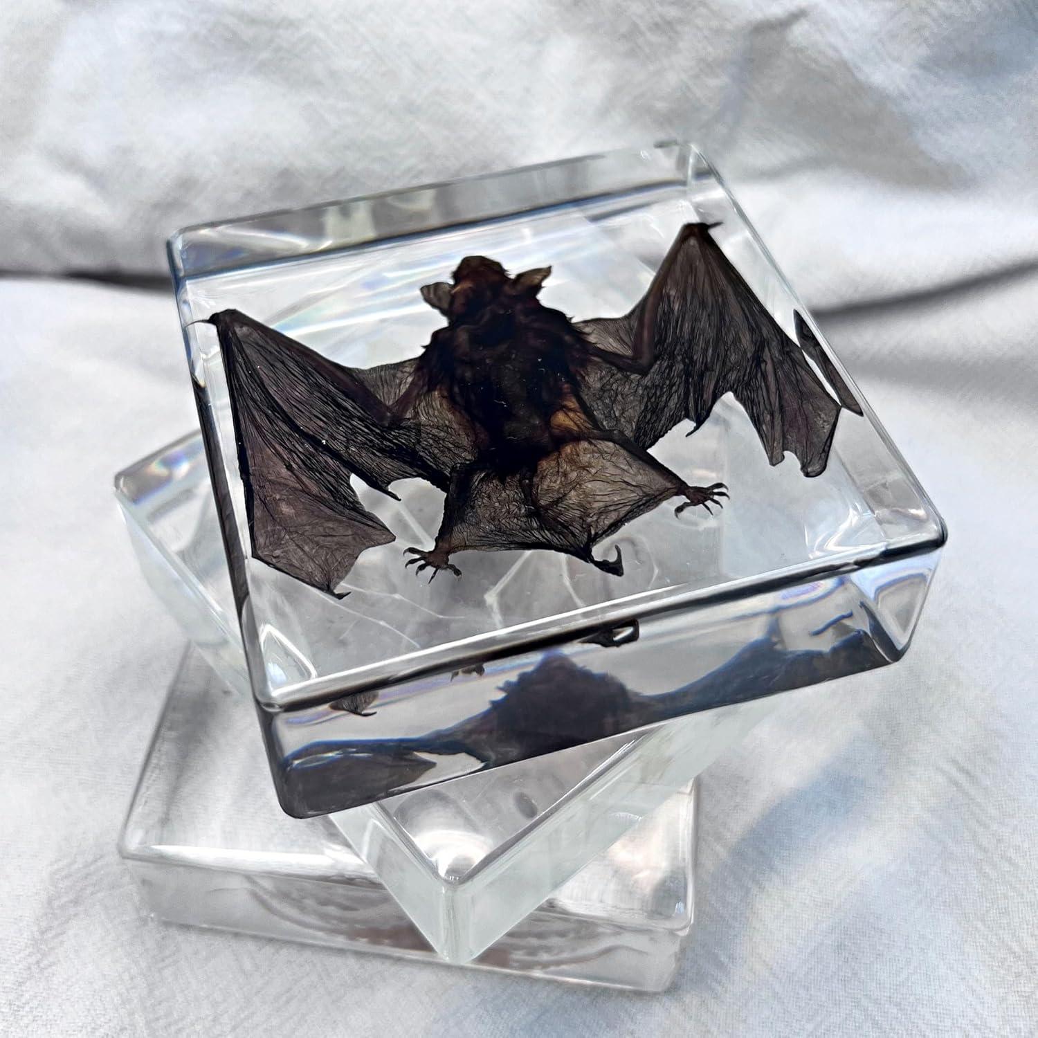 Murciélago Taxidermizado en Resina - iBedding - 15.24 cm