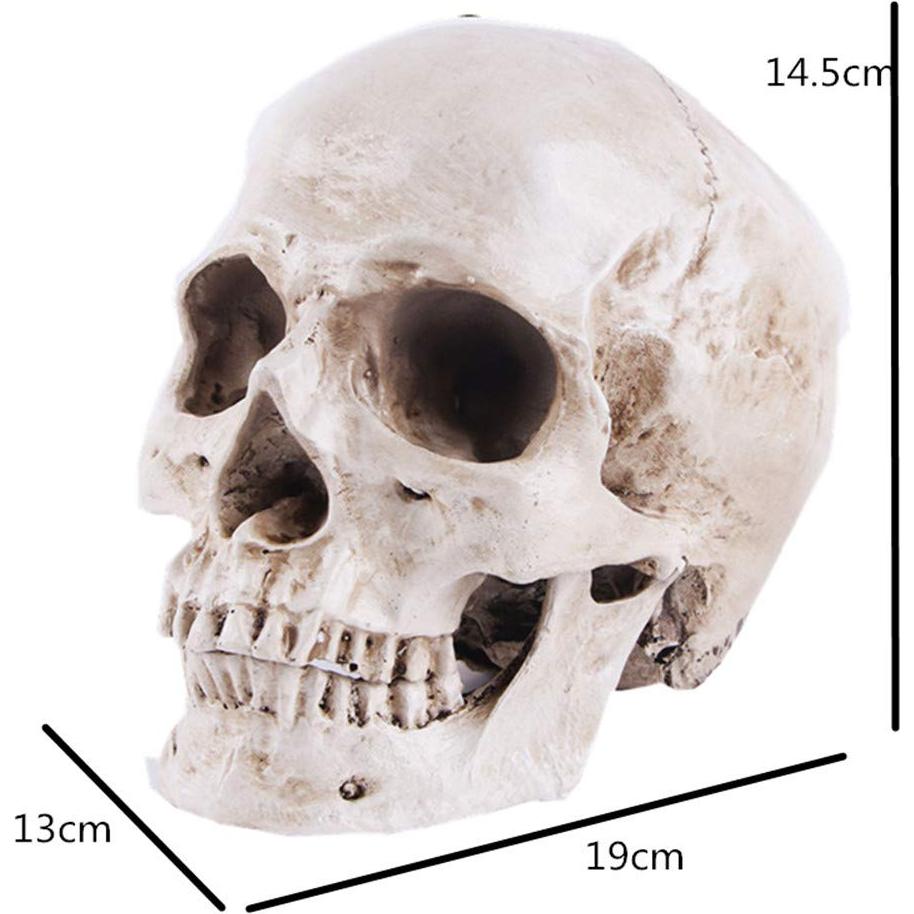 Modelo de Cráneo Humano Anatómico JOONOR - Resina 19x13x14.5 cm