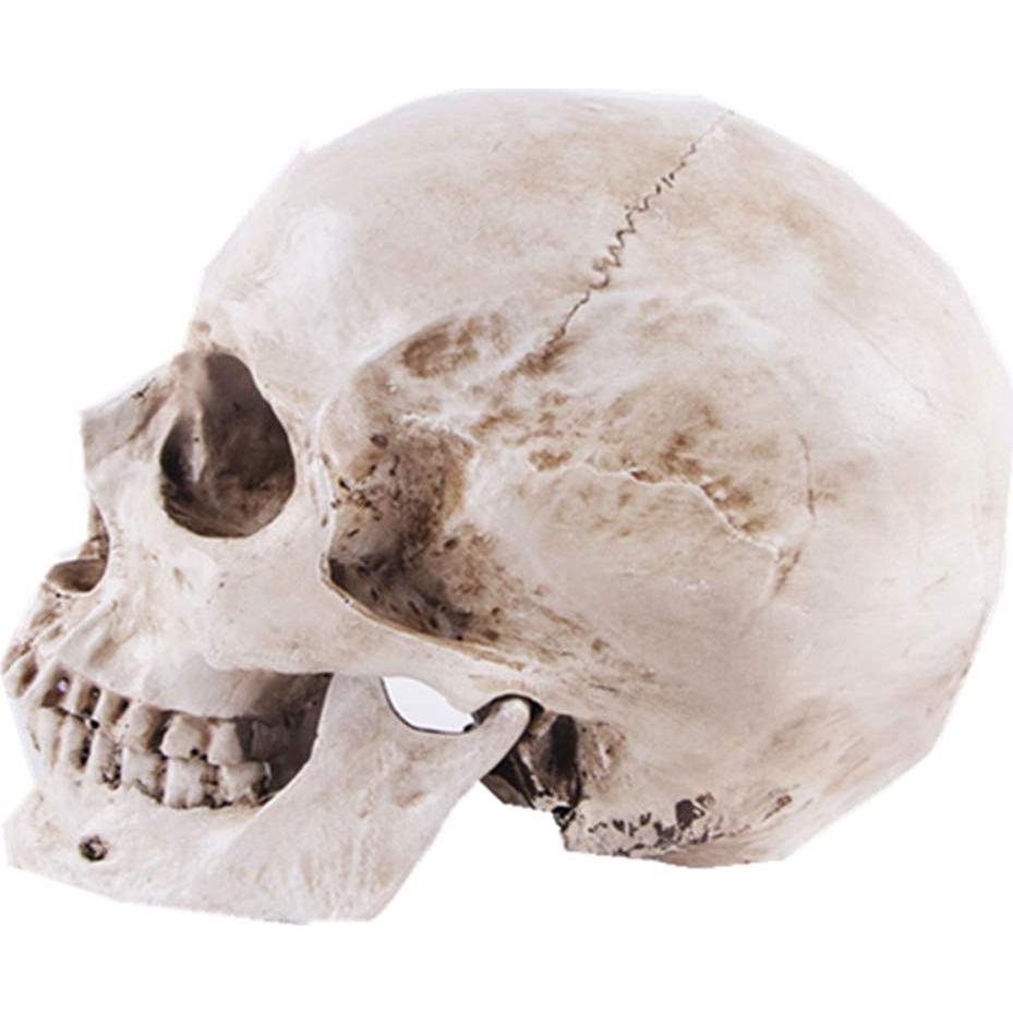 Modelo de Cráneo Humano Anatómico JOONOR - Resina 19x13x14.5 cm