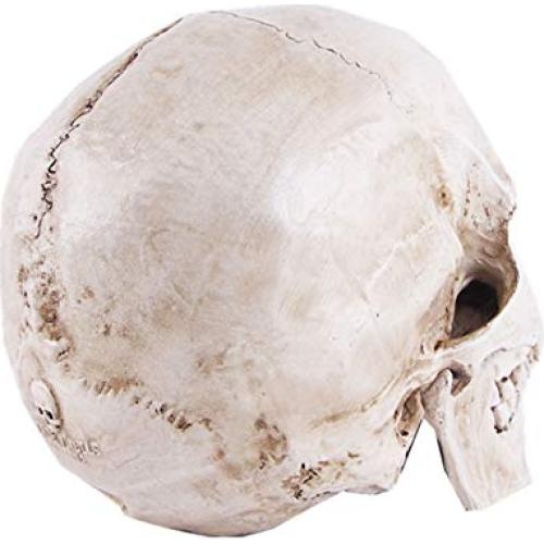 Modelo de Cráneo Humano Anatómico JOONOR - Resina 19x13x14.5 cm