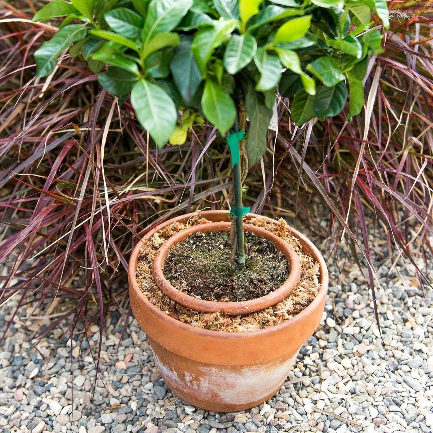 Musgo Sphagnum SuperMoss 22306, 175 Pulgadas Cúbicas, Grado Premium