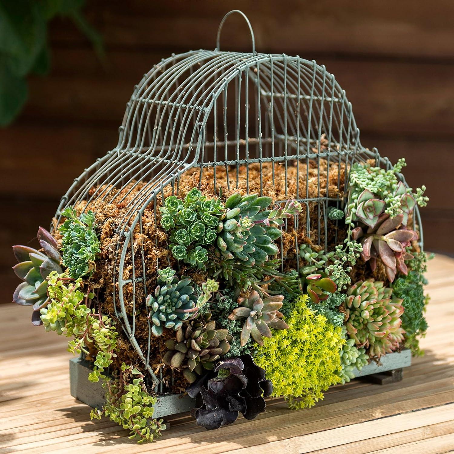 Musgo Sphagnum SuperMoss 22306, 175 Pulgadas Cúbicas, Grado Premium