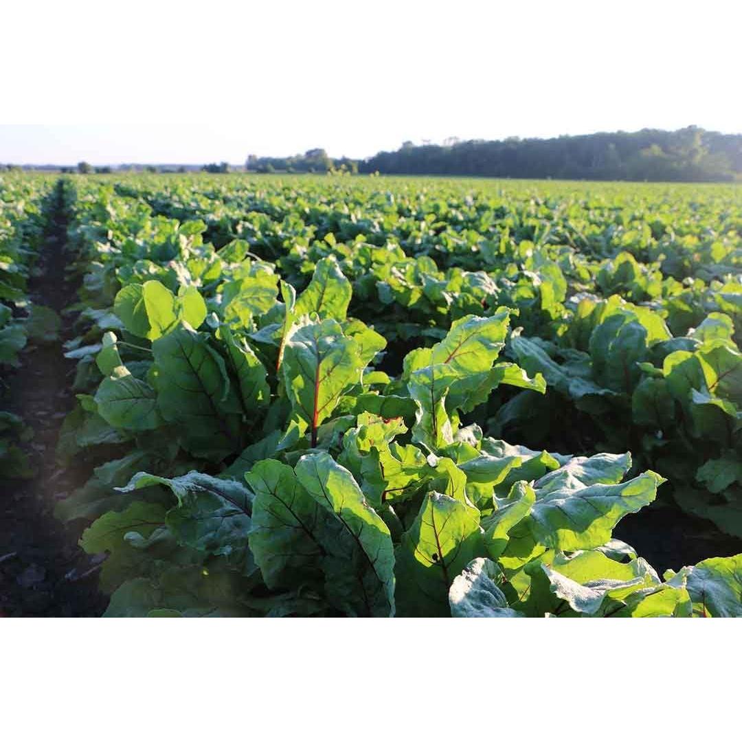 Ácido Fólico B12 180 Tabletas Standard Process 117g