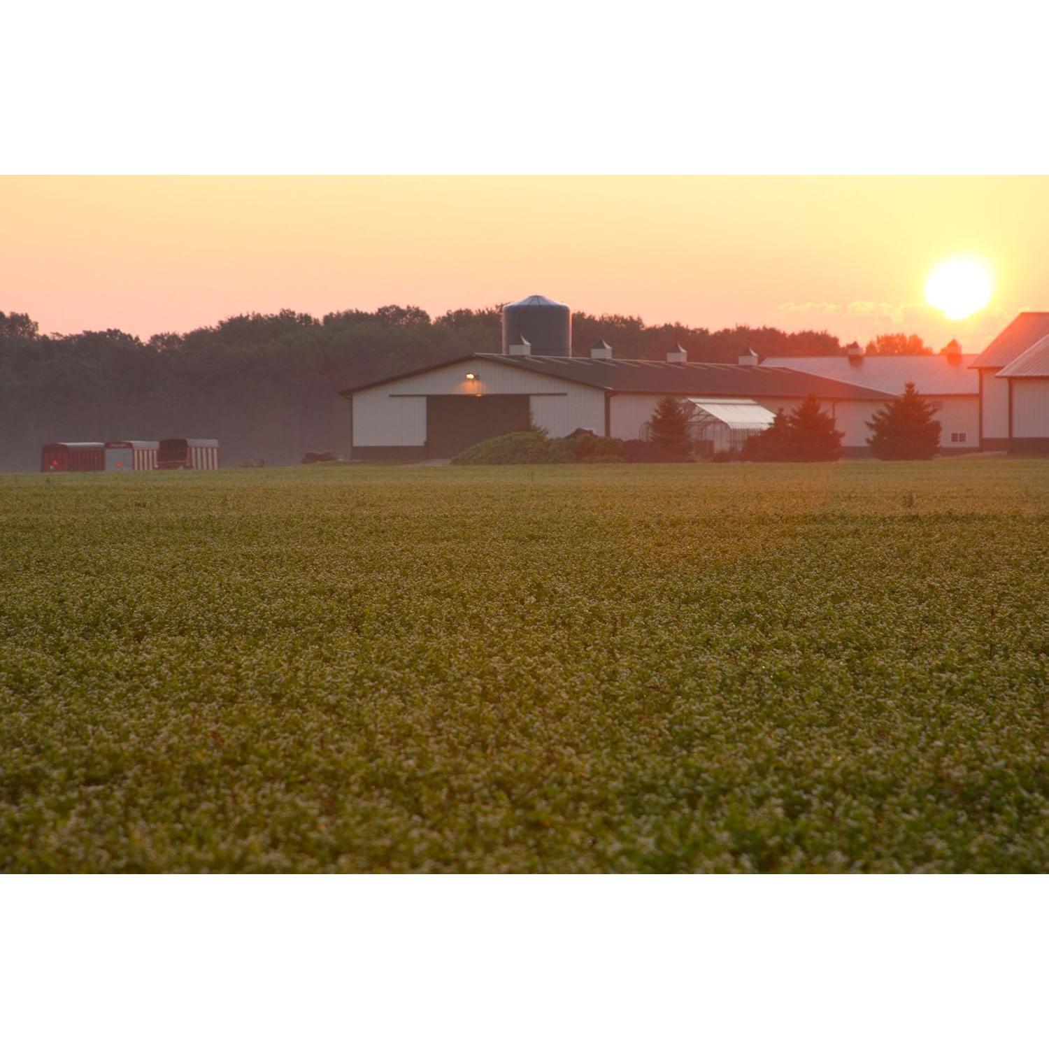 Ácido Fólico B12 180 Tabletas Standard Process 117g