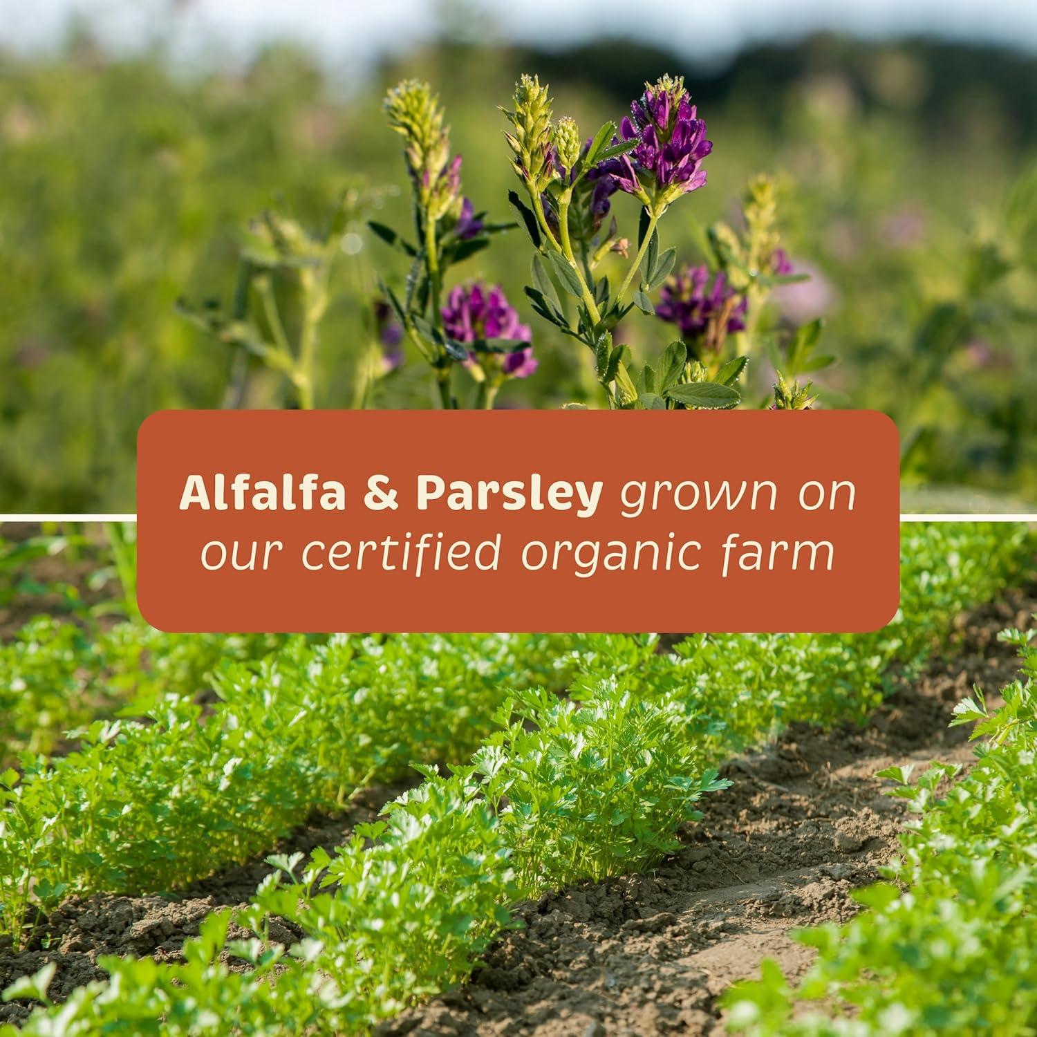 Suplemento Salud Integral para Perros Standard Process 90 Tabletas