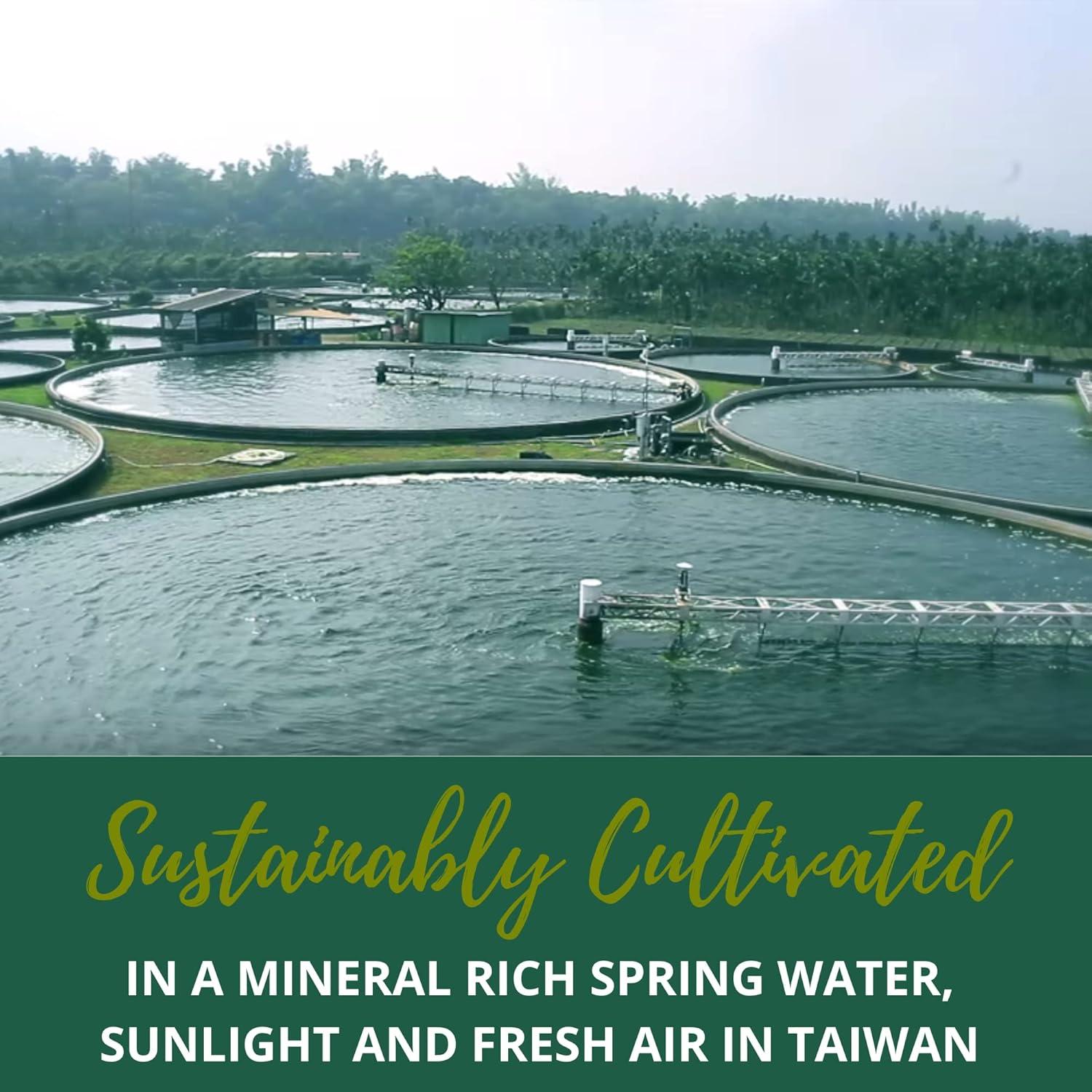 Tabletas de Espirulina y Clorella Orgánica Wizelephant 400 Unidades