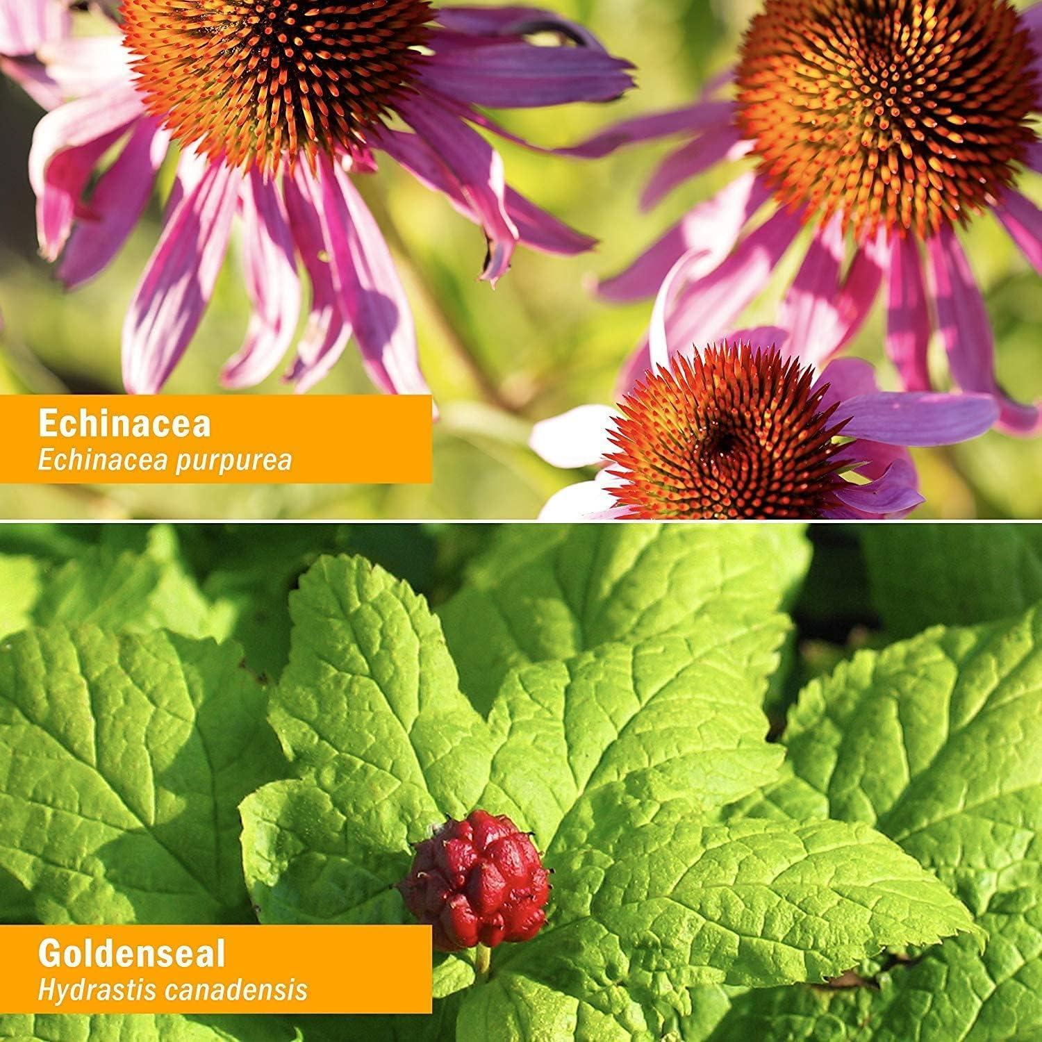 Tintura Inmunológica Herb Pharm 30 ml - Equinácea y Jengibre