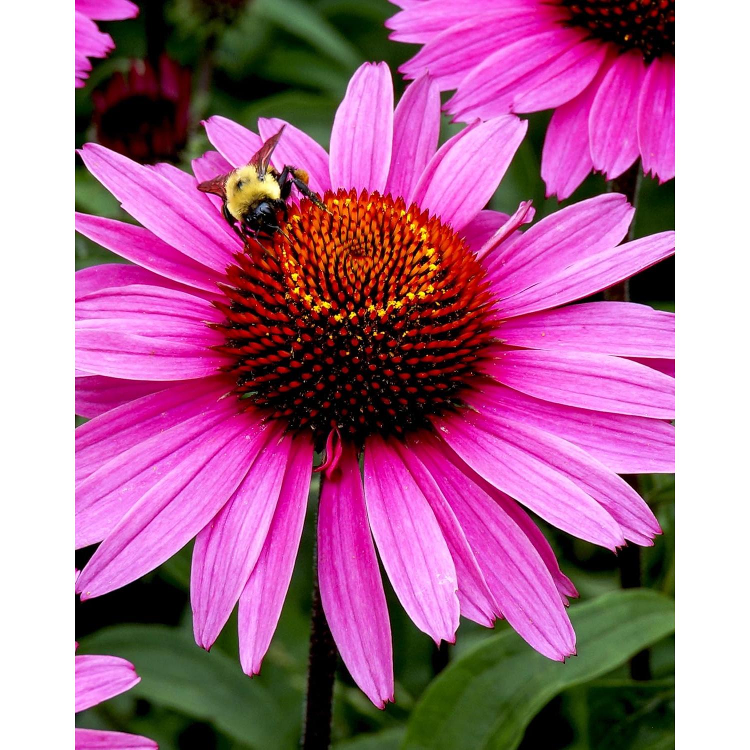 Extracto Líquido Echinacea Super Herb Pharm 118 ml Orgánico