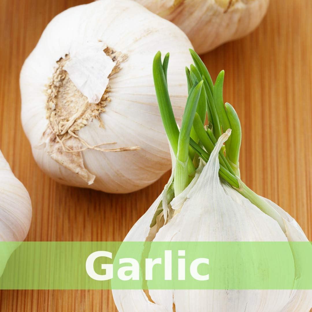 Tónico Herbal SpeedyVite 59 ml Orgánico Inmunológico