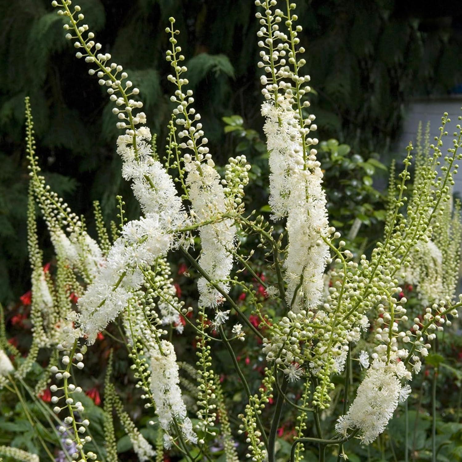 Cohosh Negro Elementos de la Tierra 200 Cápsulas Puras