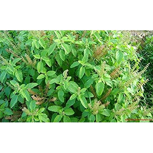 Suplemento de Tulsi Harmony - Albahaca Sagrada 120 Cápsulas