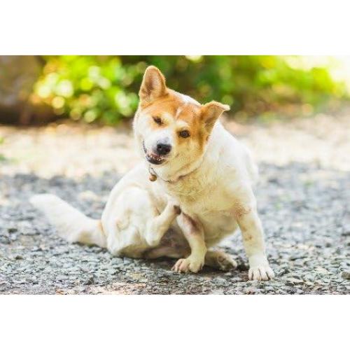 Suplemento Masticable para Alergias en Perros - 2 Botellas de 150 Unidades - Raíz de Regaliz y Más