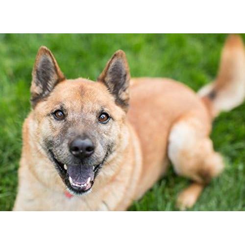 Suplemento Masticable para Alergias en Perros - 2 Botellas de 150 Unidades - Raíz de Regaliz y Más