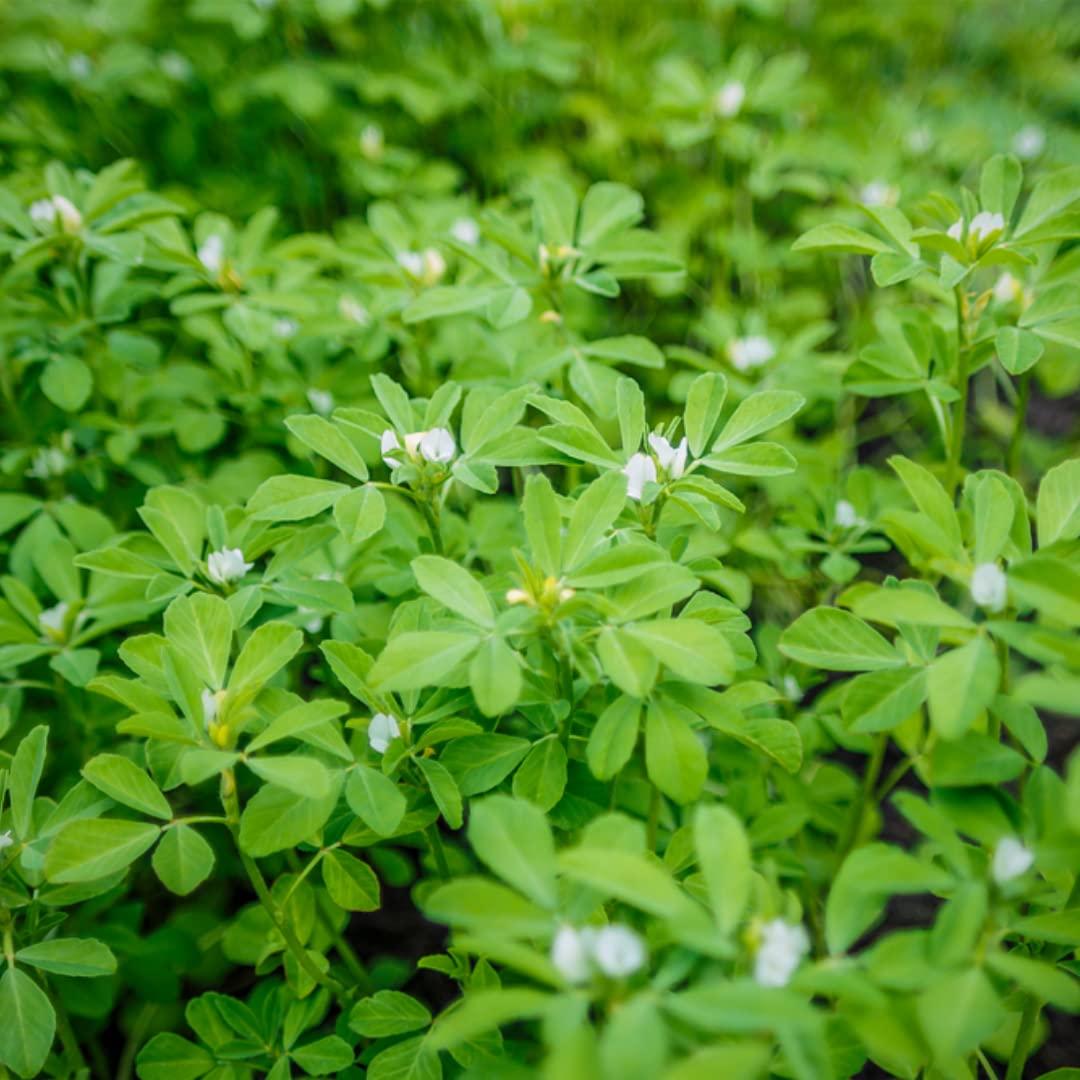 Polvo de Semilla de Fenogreco SVATV 227g - Cuidado Cabello y Piel