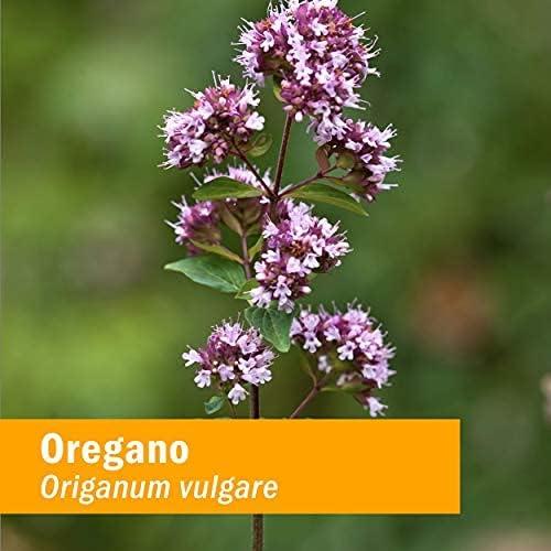 Extracto de Orégano Herb Pharm 118.3 ml - Soporte Inmunológico