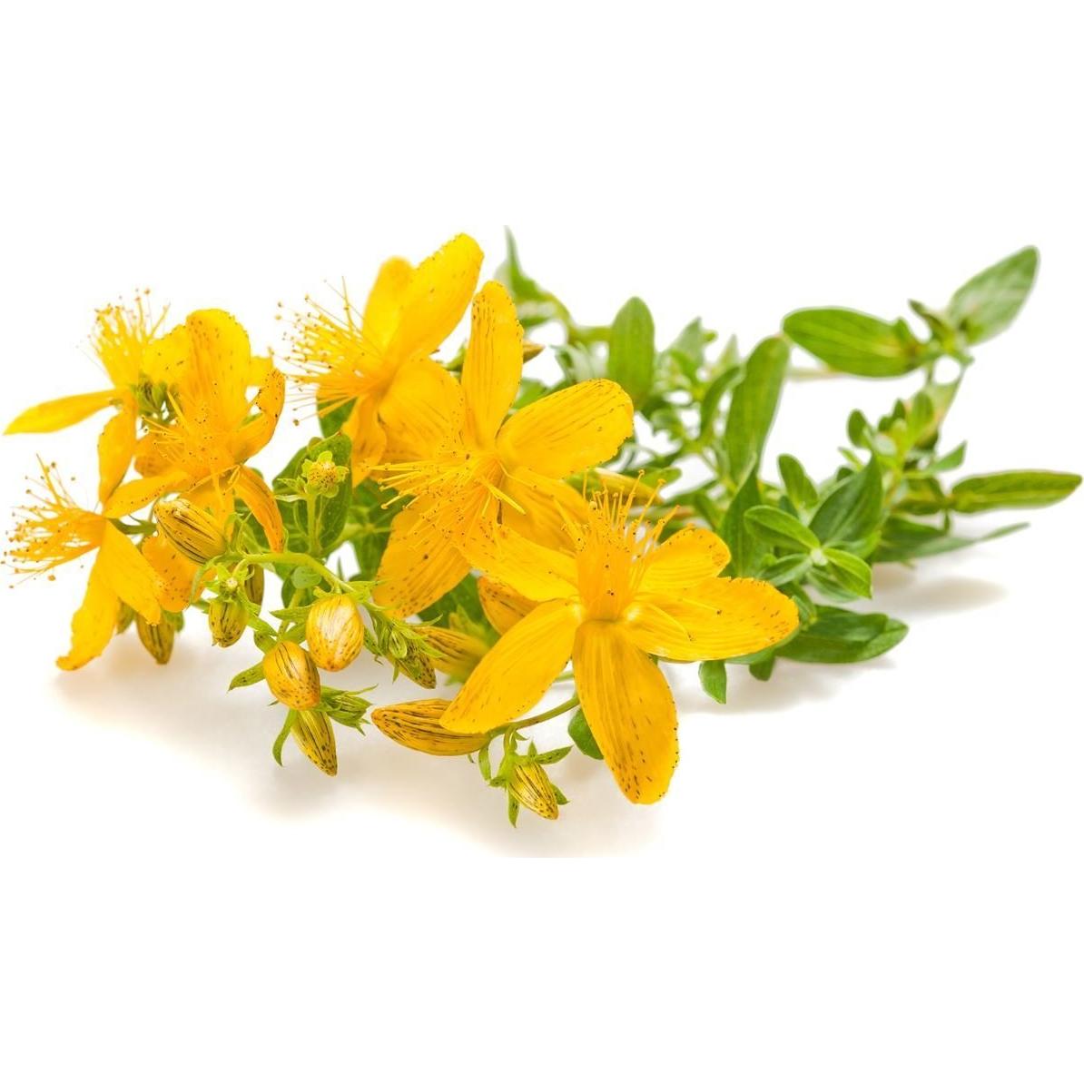 Té Suelto Hierba de San Juan 100% Natural 28.35 g