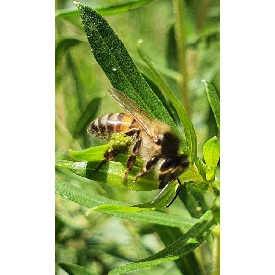 Extracto Líquido de Propóleos Verdes Uniflora - 60 Brix - 6 Botellas de 30ml