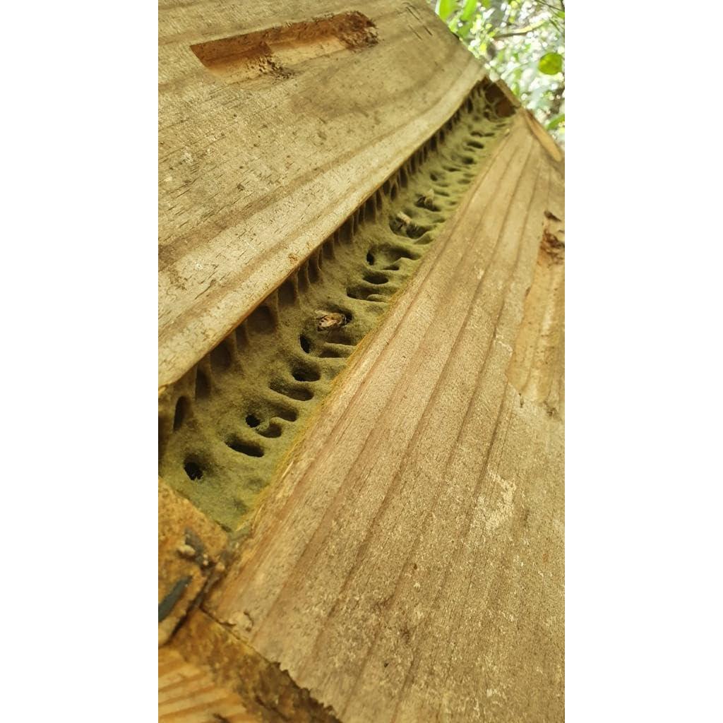 Extracto Líquido de Propóleos Verdes Uniflora - 60 Brix - 6 Botellas de 30ml