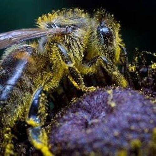 Gránulos de Polen de Abeja Crudo Planet Bee 198.44g Superalimento