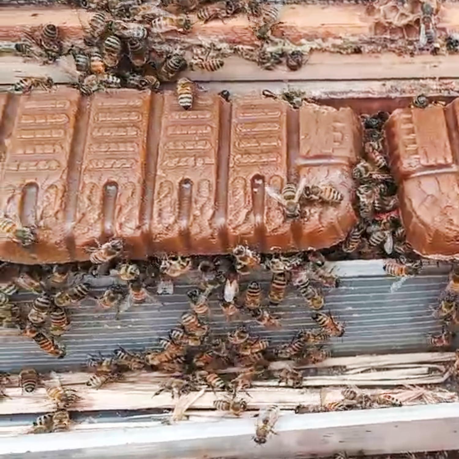 Paquete de 6 Pastillas de Polen para Abejas HiveSweet 2.98 kg