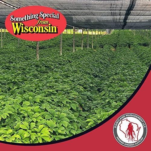 Raíces de Ginseng Americano Premium Dairyland - 20 Unidades