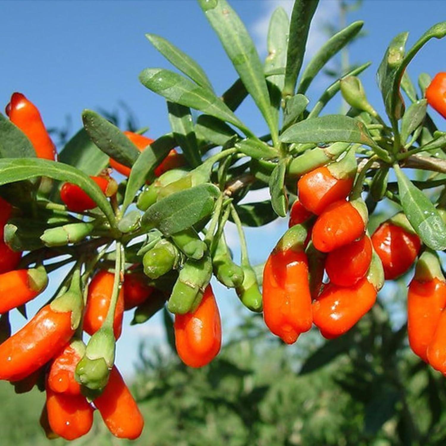 Té Herbal Premium Goji Berry Kunming 30 Bolsitas 180g