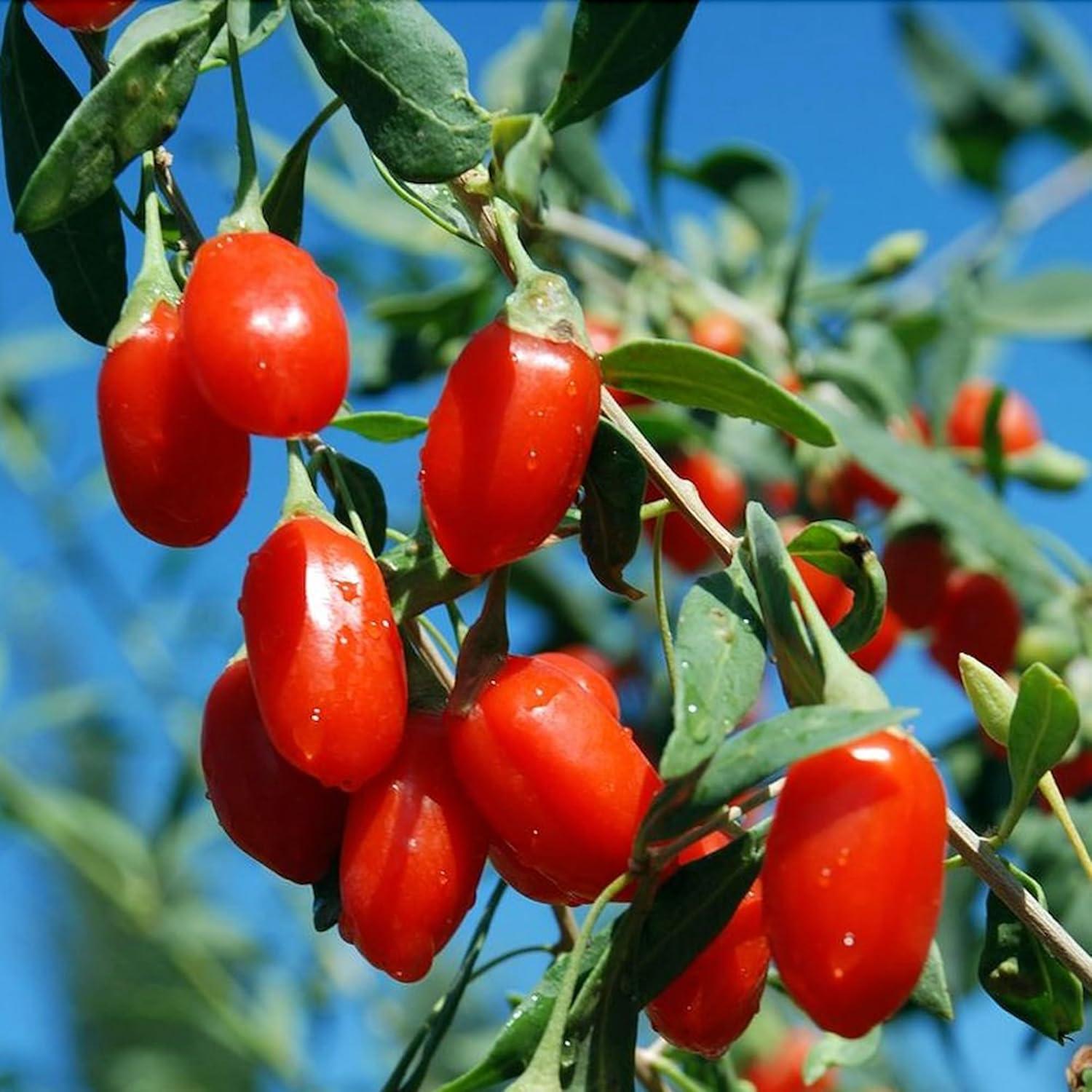 Té Herbal Premium Goji Berry Kunming 30 Bolsitas 180g