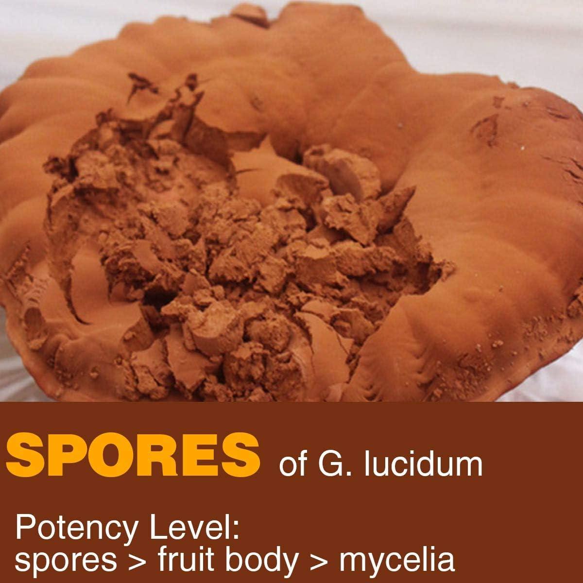 Polvo de Hongo Reishi 200g - Ganoderma Lucidum Puro Sin OGM