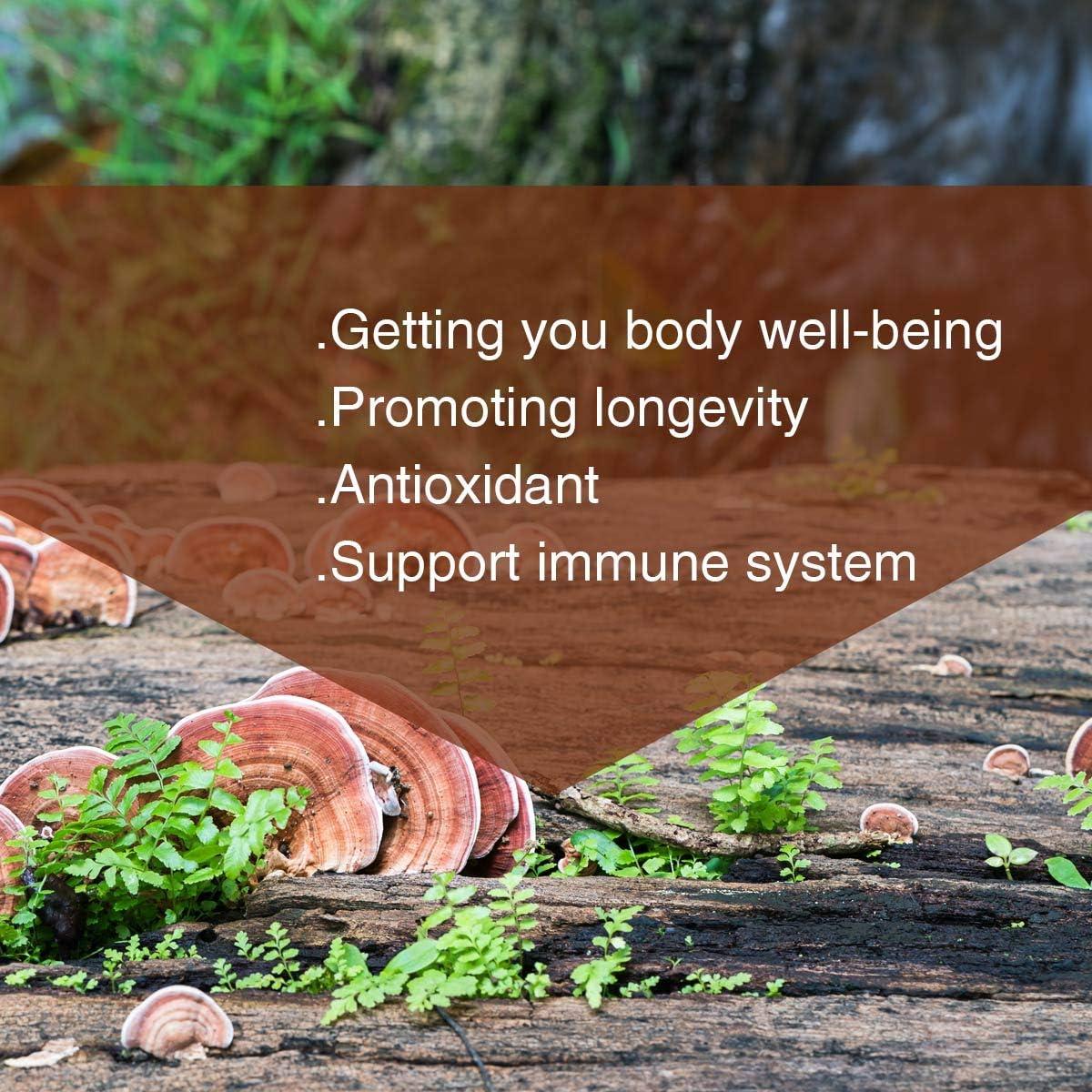 Polvo de Hongo Reishi 200g - Ganoderma Lucidum Puro Sin OGM