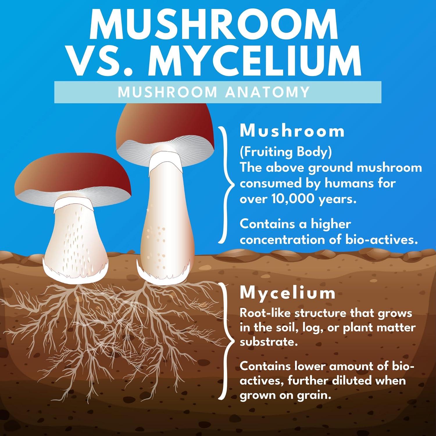 Cápsulas de Hongo Reishi Bold Botanica - 100% Orgánico - 60 Veganas