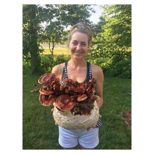 Kit de Cultivo de Champiñón Reishi Mushrooms Man - Interior