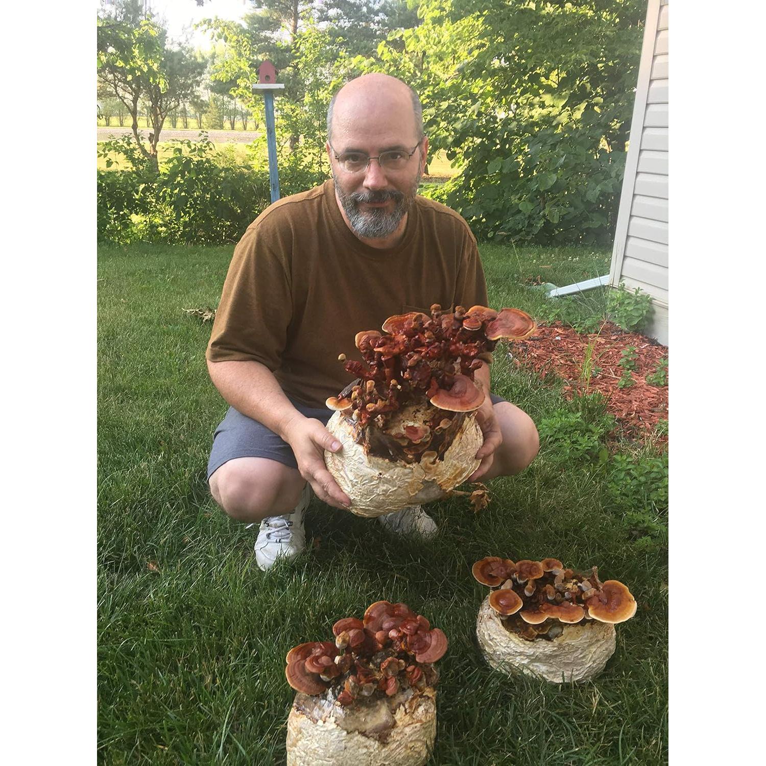 Kit de Cultivo de Champiñón Reishi Mushrooms Man - Interior