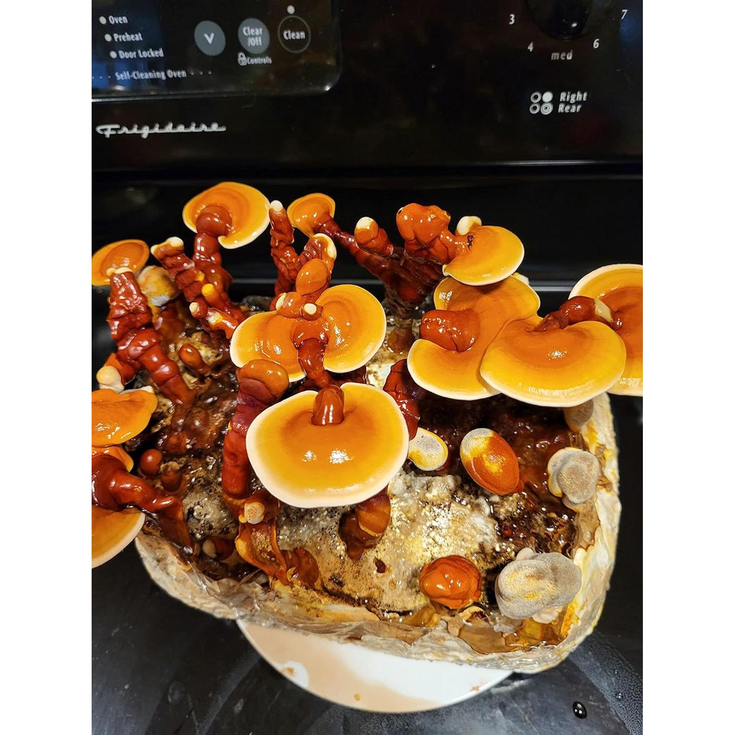 Kit de Cultivo de Champiñón Reishi Mushrooms Man - Interior