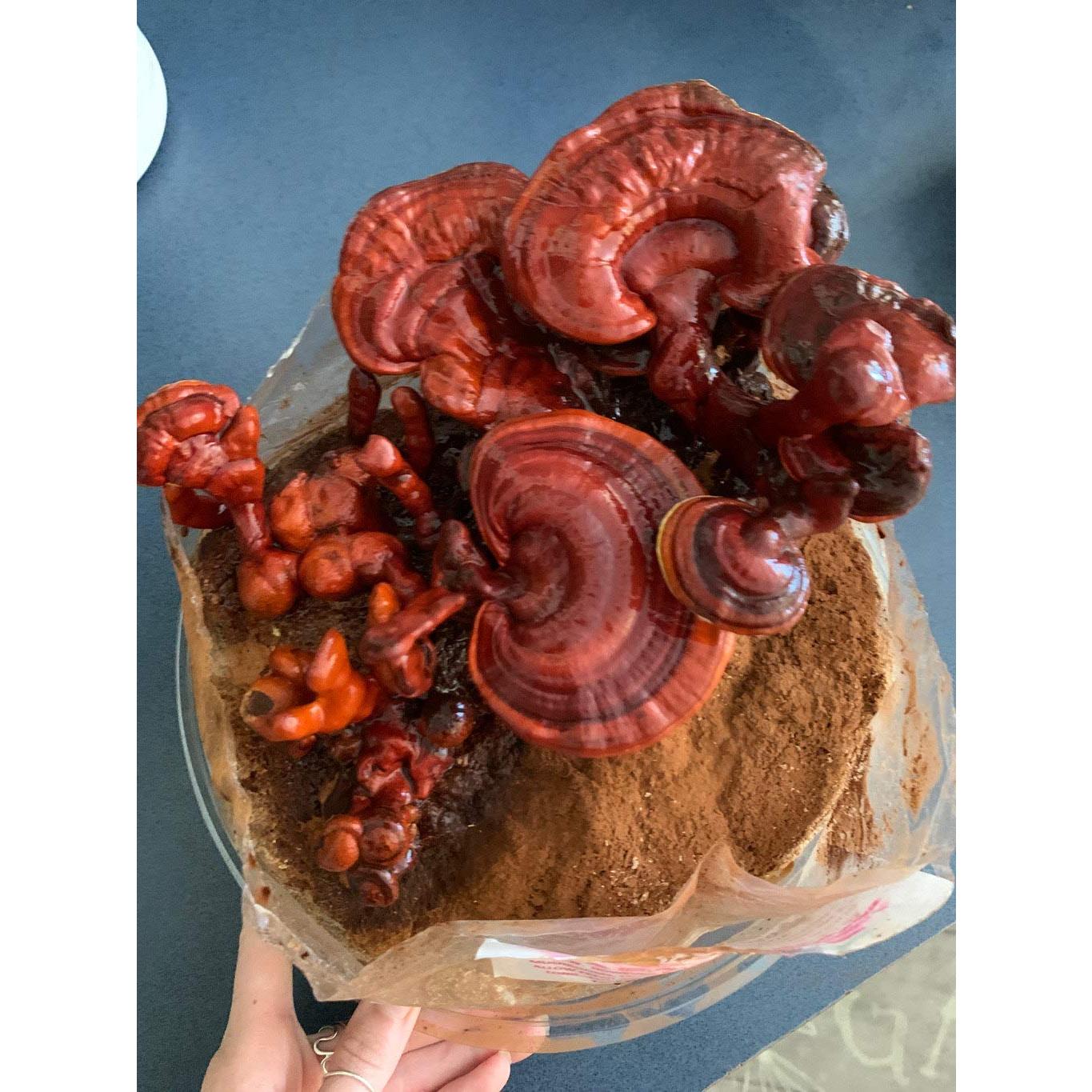 Kit de Cultivo de Champiñón Reishi Mushrooms Man - Interior