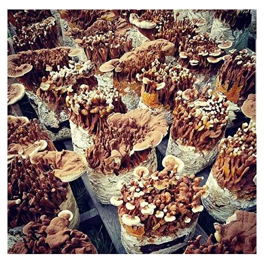 Micelio de Hongo Reishi Rojo BetterFungi 100g para Cultivar