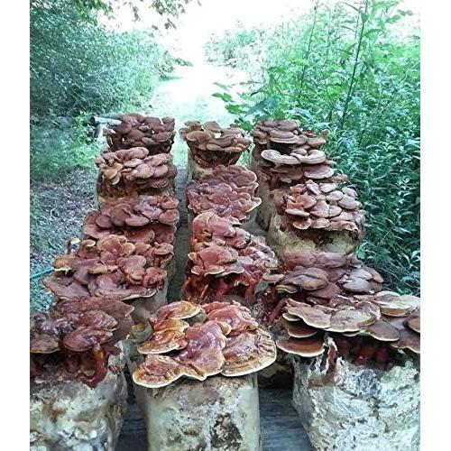 Micelio de Hongo Reishi Rojo BetterFungi 100g para Cultivar
